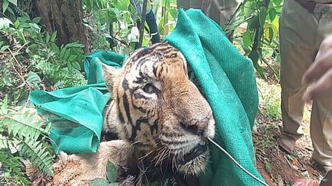 കോന്നിയിൽ കടുവയെ ചത്തനിലയിൽ കണ്ടെത്തി