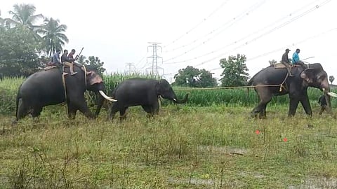 ഒറ്റയാനെ തളച്ചതിനു ശേഷം