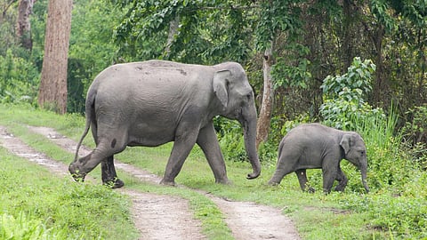 A female elephant and its calf.