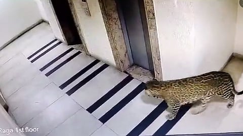 സിസിടിവിയിൽ പതിഞ്ഞ പുലിയുടെ ചിത്രം