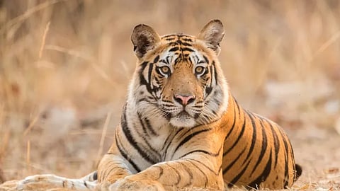 tiger