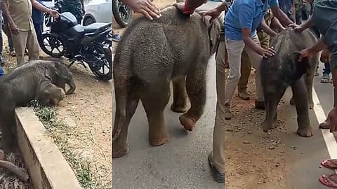 ജനവാസമേഖലയിലെ ഓവുചാലിൽ വീണ ആനക്കുട്ടിയെ നാട്ടുകാർ രക്ഷിച്ചു