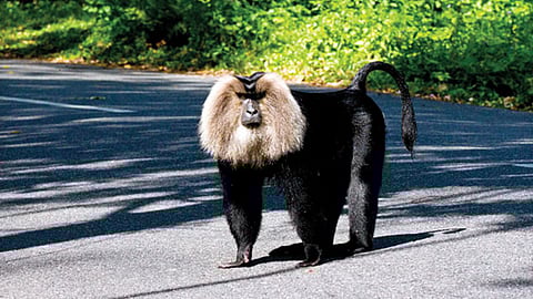 പ്രതീകാത്മക ചിത്രം