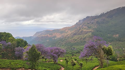 മൂന്നാറിന്റെ വഴിയോരങ്ങളിൽ അഴക് വിരിയിച്ച് നീലവാക മരങ്ങൾ