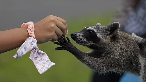 raccoon 