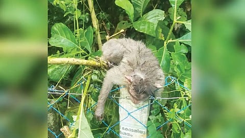 The monkey's head is caught in the wire; Rescued by forest department officials