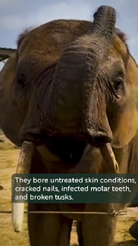 ദീപാവലിക്ക് അനന്ത് അംബാനി രോഗബാധിതരായ മൂന്ന് ആനകളെ പരിചരണത്തിനും ചികിത്സയ്ക്കുമായി ടുണീഷ്യയിൽ നിന്ന് ചാർട്ടർ വിമാനത്തിൽ വൻതാരയിലെത്തിച്ചു.