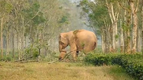 ആനക്കുട്ടിയുടെ ജഡവും വലിച്ച് പിടിയാന | Mother elephant drags dead body of elephant calf Viral Video