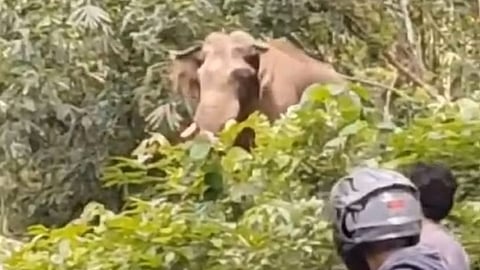 wild elephant disturbance in mamalakandam