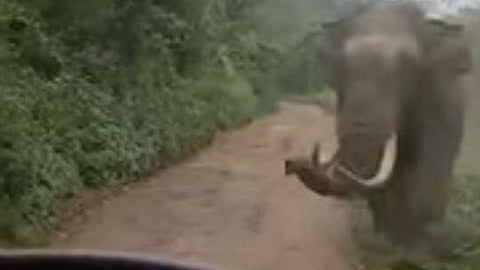 wild elephant padayappa in munnar