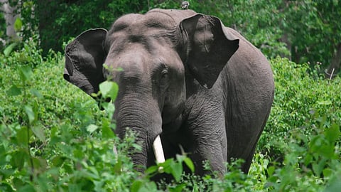 Palakkad forest watcher injured while chasing wild elephant