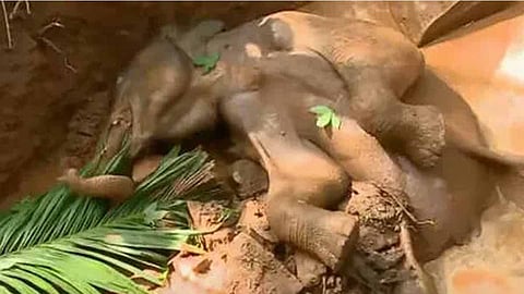 elephant calf succumbs after trapped in septic tank