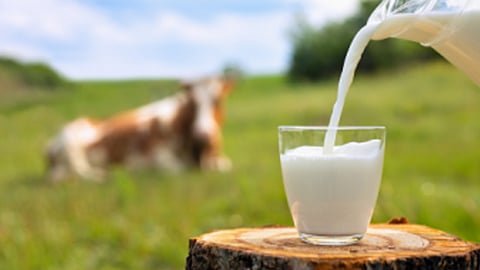 Flue virus can lasts five days in raw milk