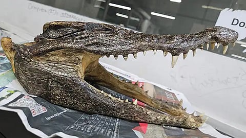 Man arrested at Delhi airport with crocodile skull