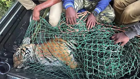 Unusual incident in the death of a man-eating tiger in Pancharakolli; Complaint filed with the Wildlife Crime Control Bureau