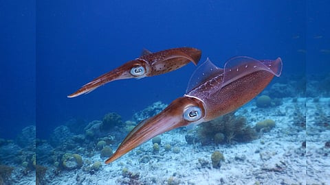 CMFRI discovers genetic similarity between indian squid and humans