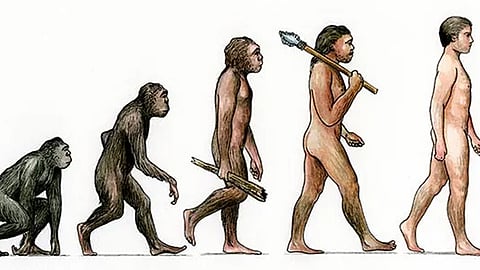 researchers says that ability which is still in animals today was lost to humans 25 million years ago