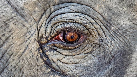 temple festival elephant attack death in palakkad