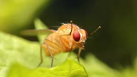 20 fruit flies will be part of gaganyaan, for study of kidney stone formation in space