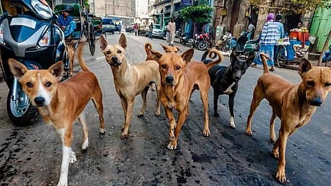 stray dog attack in kerala