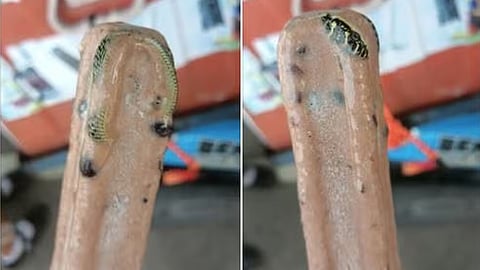 snake in popsicle kolice kolaice in thailand photos goes viral