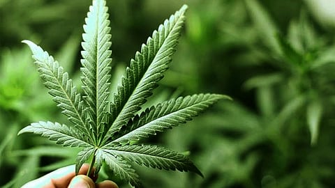 the Ganja trade in kerala college hostels read editorial