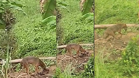 Wild foxes found at koratty thrissur