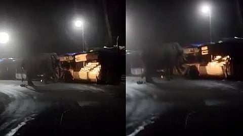Wild elephant padayappa enters Munnar town; destroy shops cause panic
