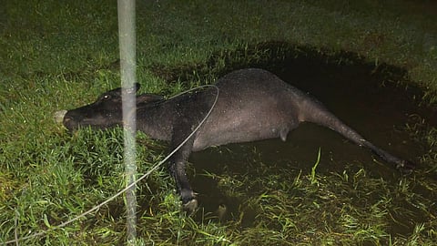 buffalo dies after electric shock