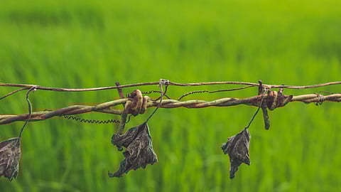 Seeds of doubt, fields of risk
