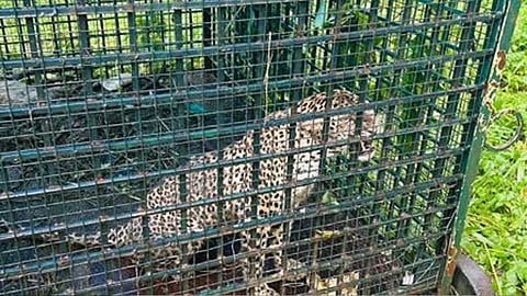 malappuram leopard trapped in tiger cage