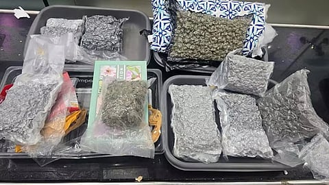 thiruvananthapuram airport 10 crore hybrid cannabis seized