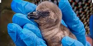 
BJP demands Marathi names for penguin chicks born at Byculla Zoo