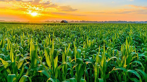 special story on Indian agriculture sector