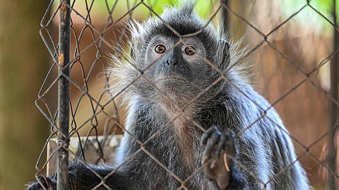 monkey snatched devotees purse containing 20 lakh worth jewellery in vrindavan