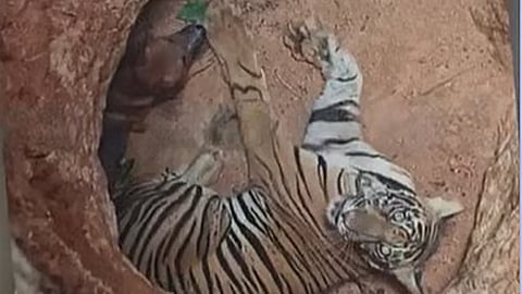 tiger falls into a pit in idukki