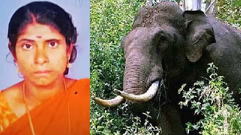 Woman killed in Peerumedu forest; Police confirm presence of wild elephant at the scene