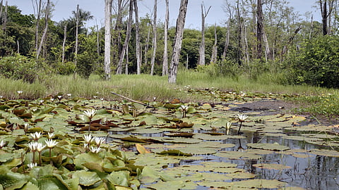Kerala wetlands in danger