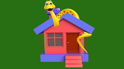  tips to prevent snakes from entering your home