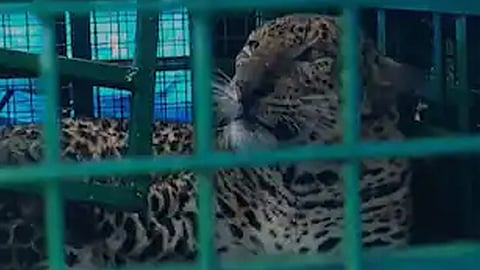 killer leopard in valparai trapped
