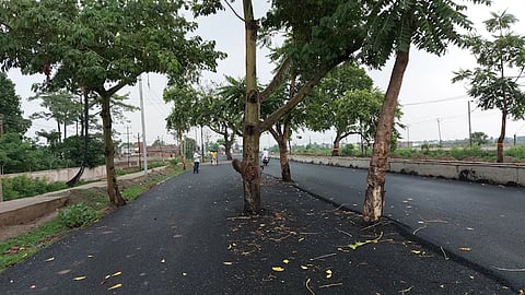 100 crore rupees road in Bihar, trees in the middle