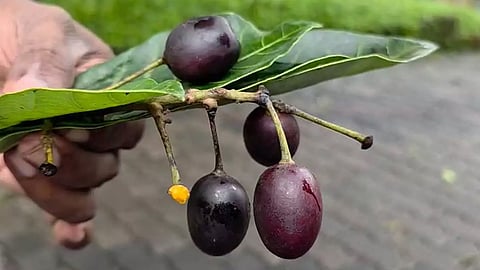 student admitted to hospital after eating poisonous fruit