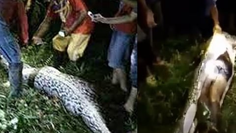 Python swallowed Indonesian farmer