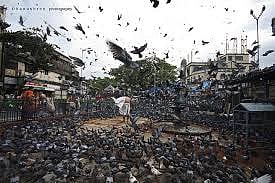 Hunger strike declared against closure of pigeon feeders