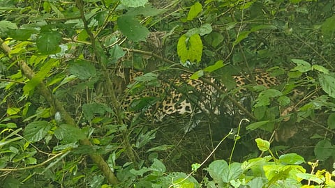 leopard has landed on Vadattupara in Kothamangalam