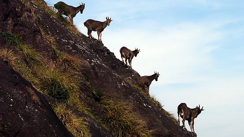 A herd of Nilgiri Tahr from Chokramudi in Munnar