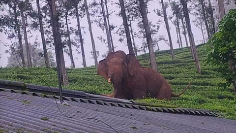 plantation workers killed in Wild elephant attack in Nilgiris