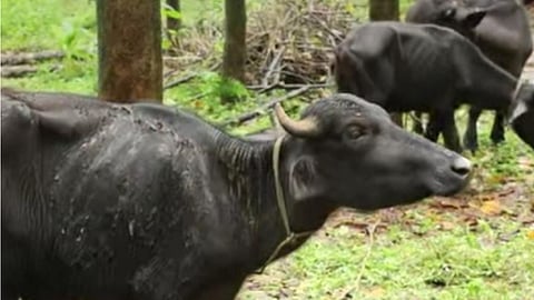 Acid attack on buffalo too; 5 calves suffer burns