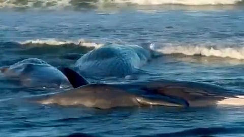 Tsunami warning, whales wash ashore