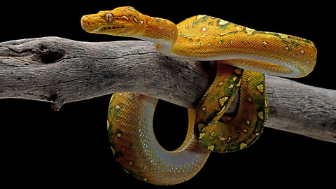 Snake bite awareness campaign Kerala